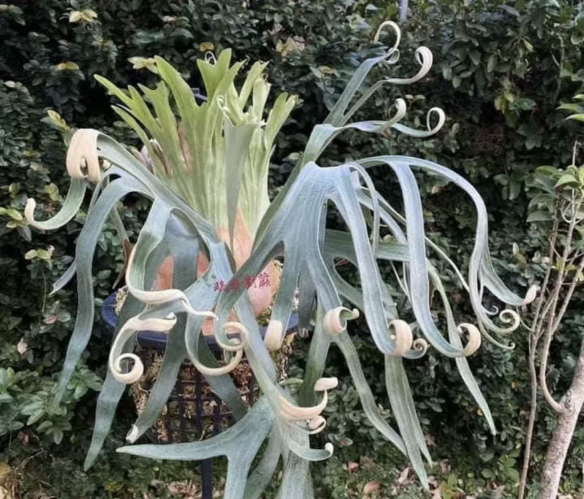 麒麟鹿角蕨侧芽/Krin侧芽/室内装饰墙挂/网红绿植盆栽