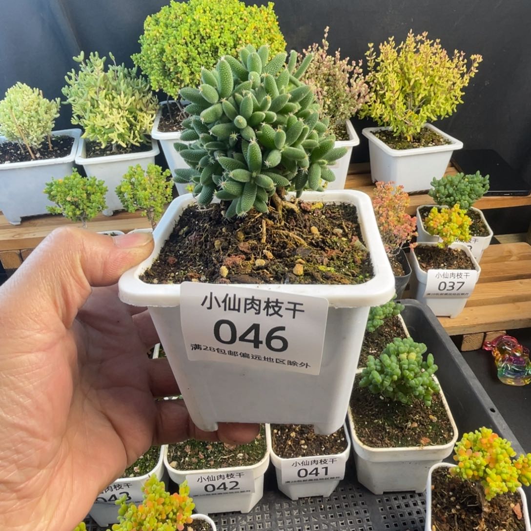 046枝干番杏提根玉米