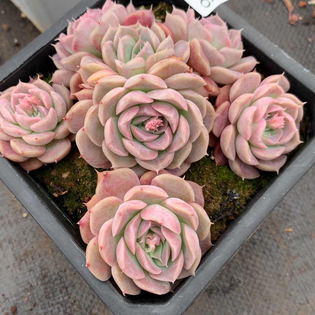 2726新年快乐发发发