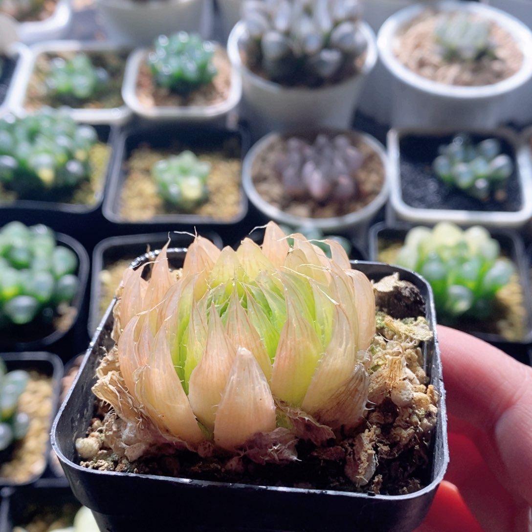 钻石实生针管玉露