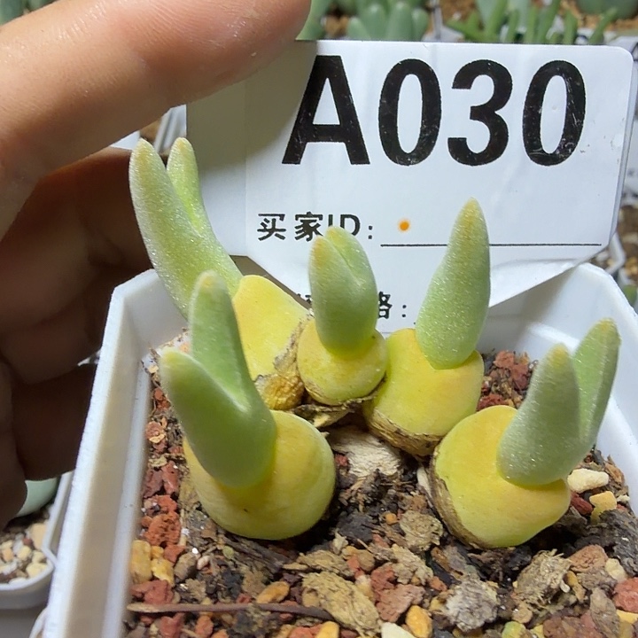 030。多肉植物的生长