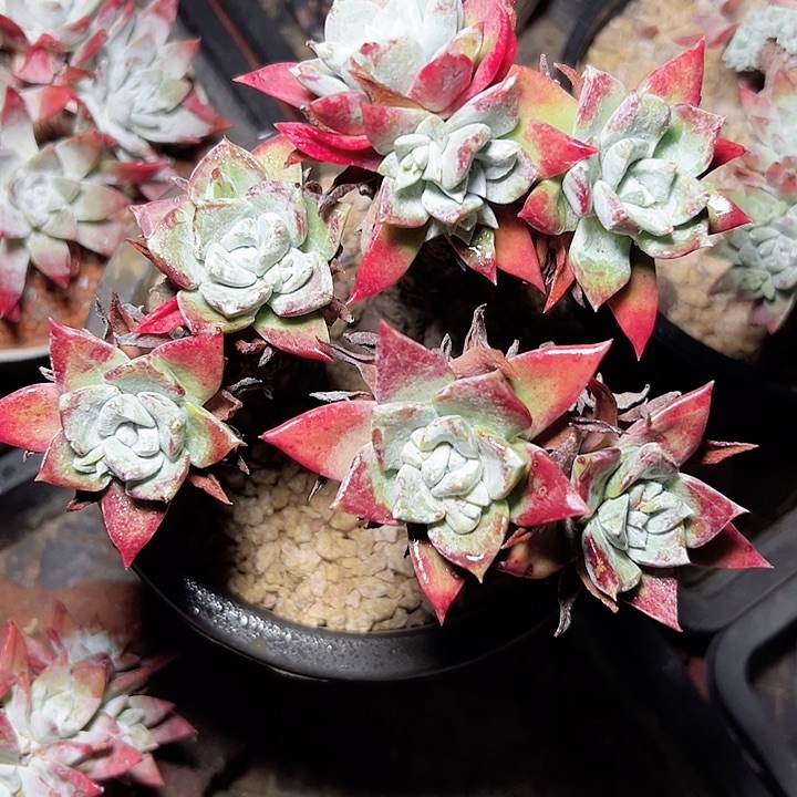 小鹿多肉福利多多花朵脸苹果叶