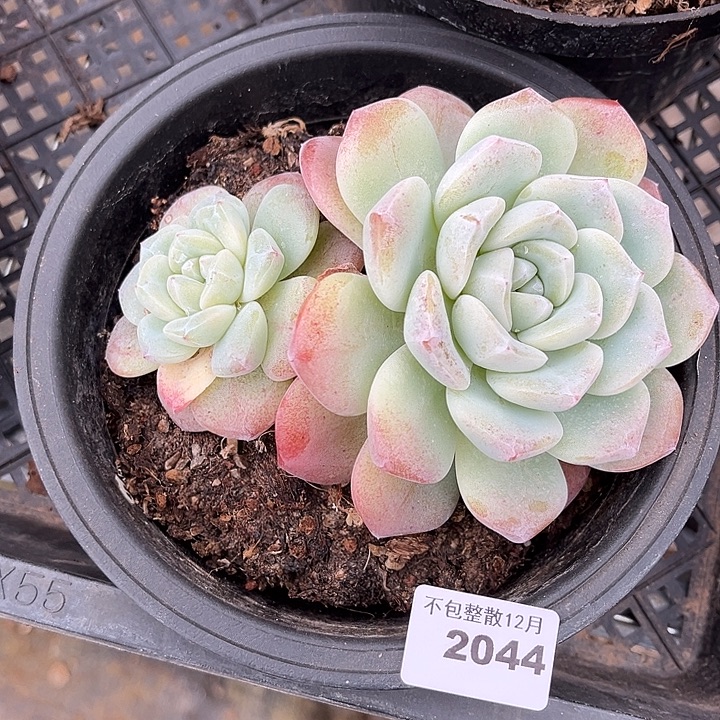 阿雅园艺。      2044冰玉