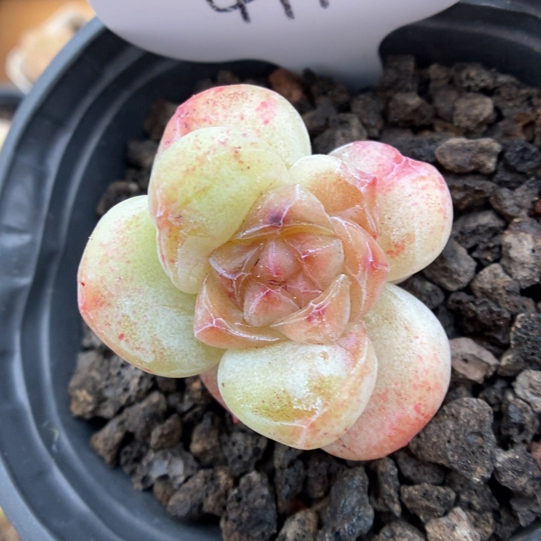 冰玉石化可拍4997号