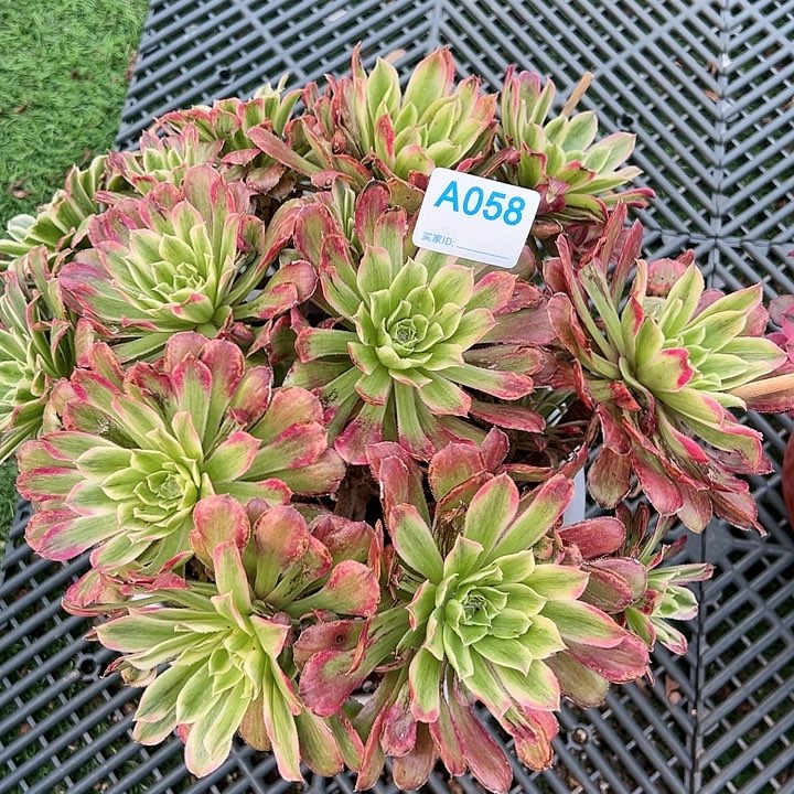 058糖果粉黛多肉植物