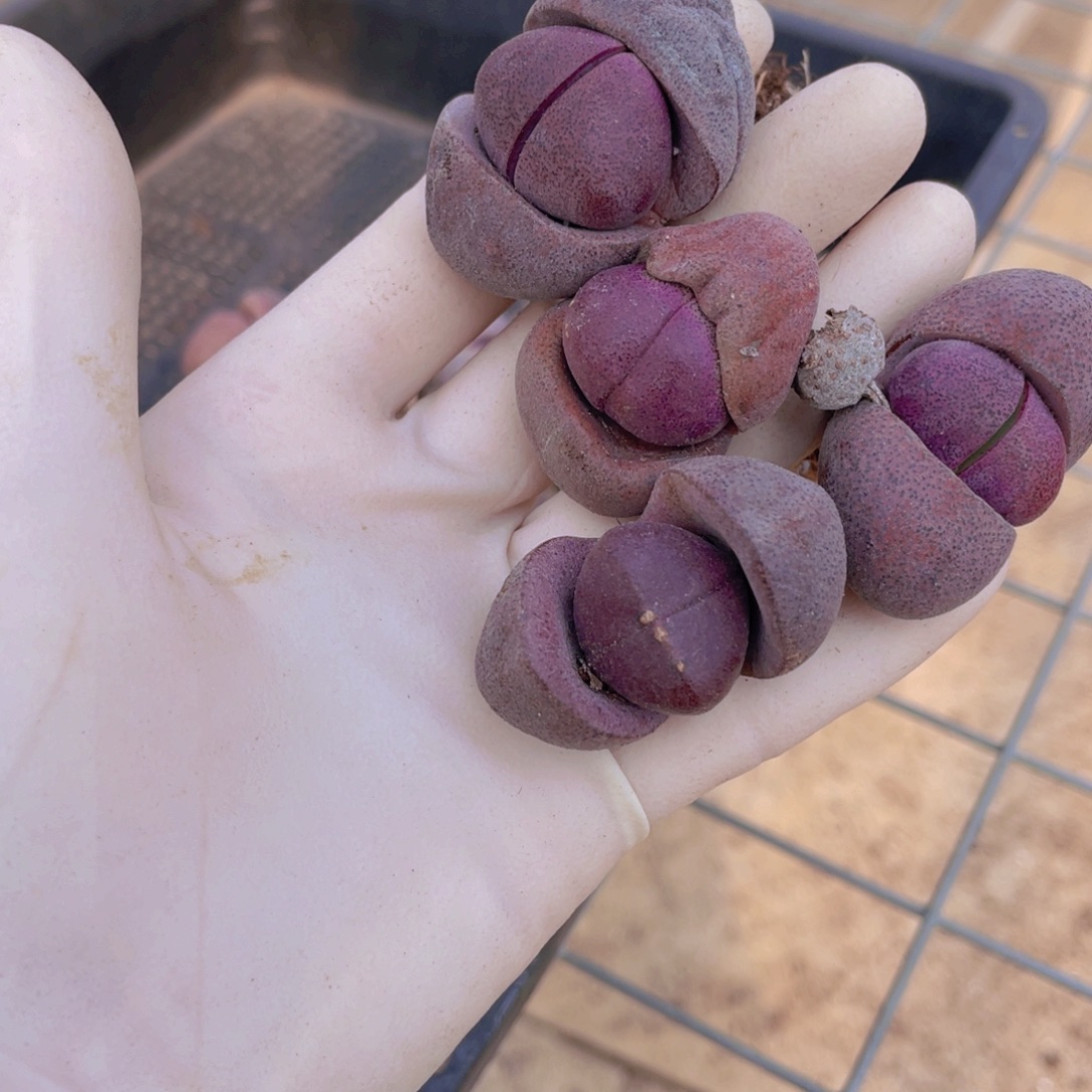 4颗紫蒂玉88888888888