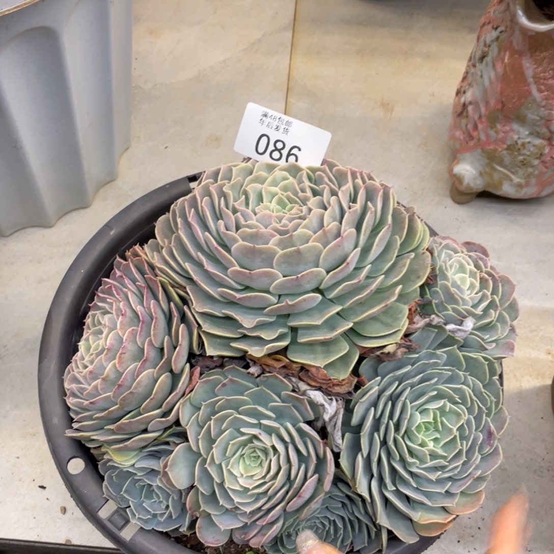 黑大帅多肉86天赐