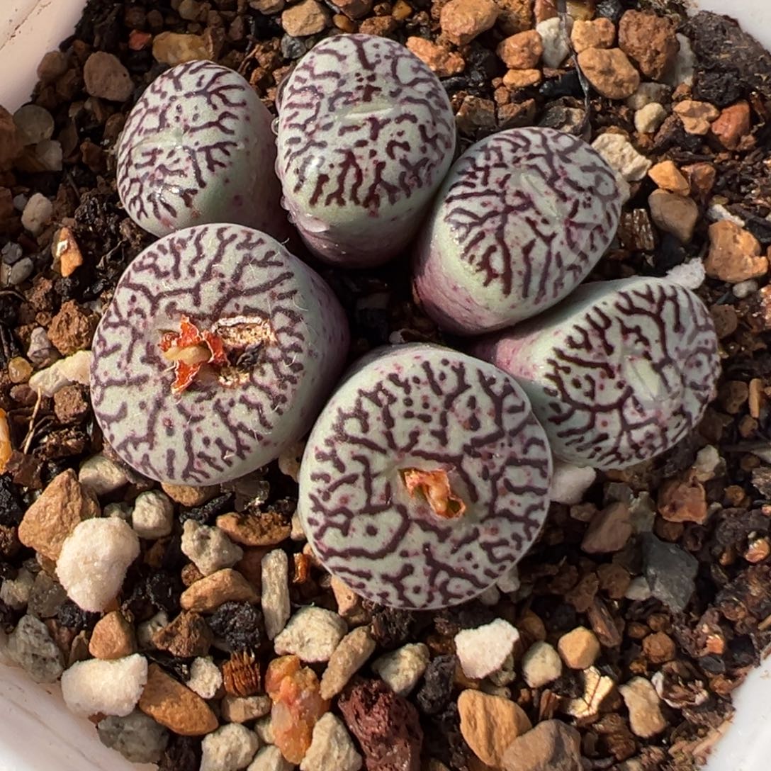 018多肉植物种类多样