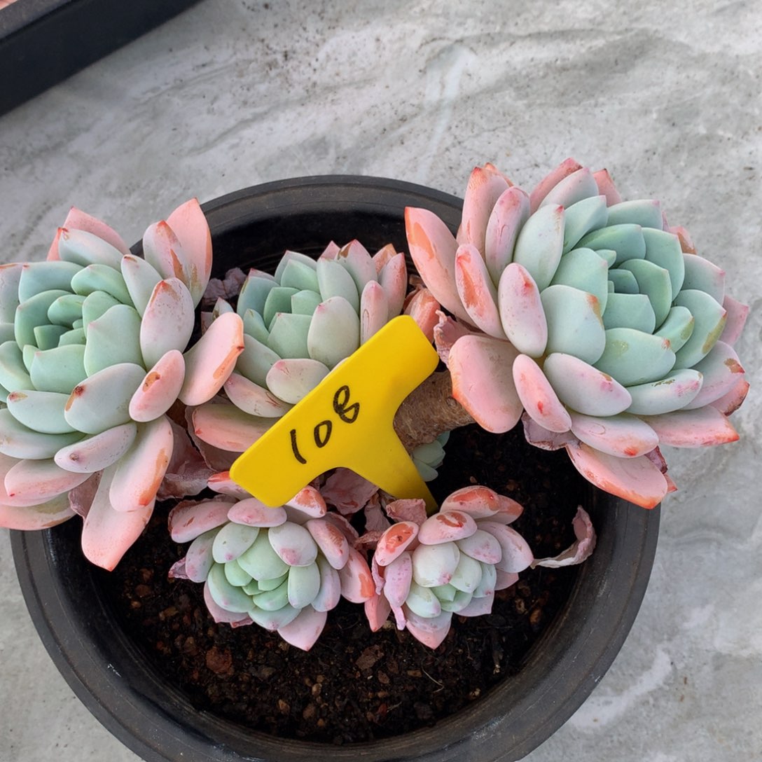 冷香62626262662626