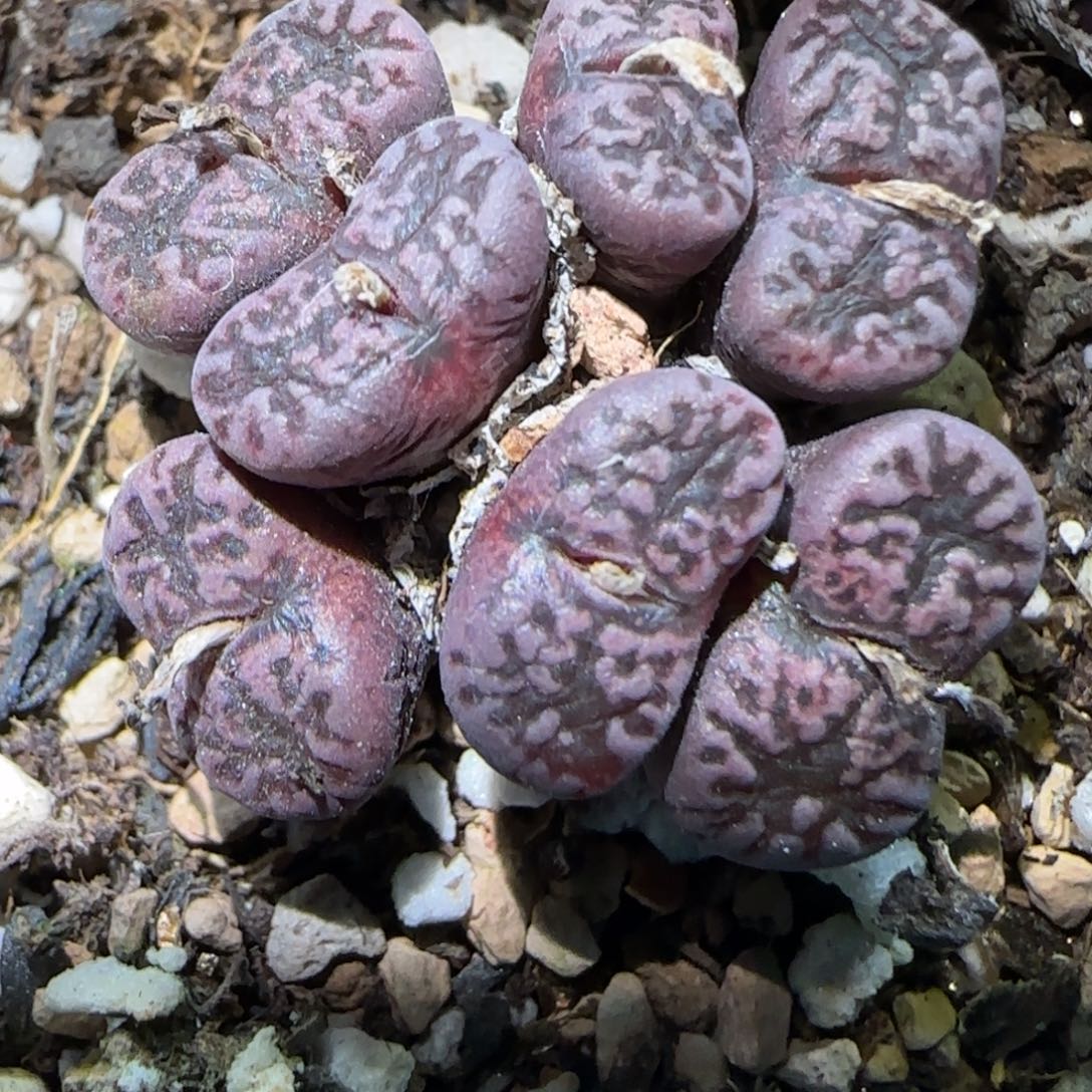 1.16，马克李子，9028