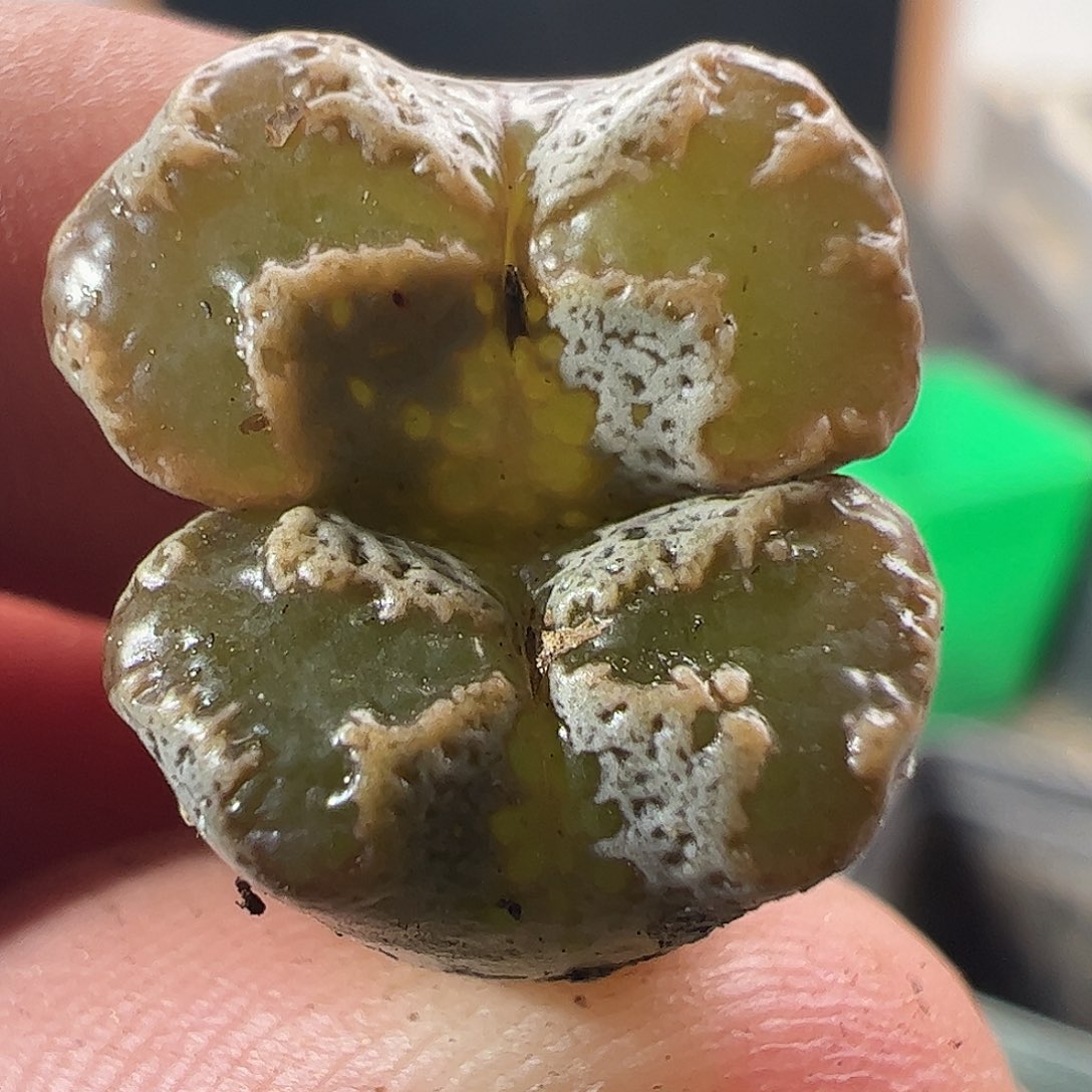 一物一拍。       248