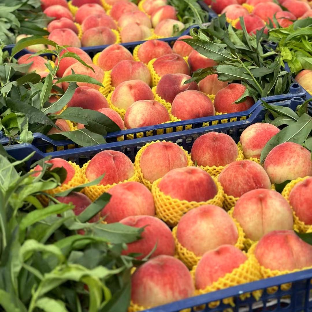 平谷大桃九号 5斤装桃子北京市