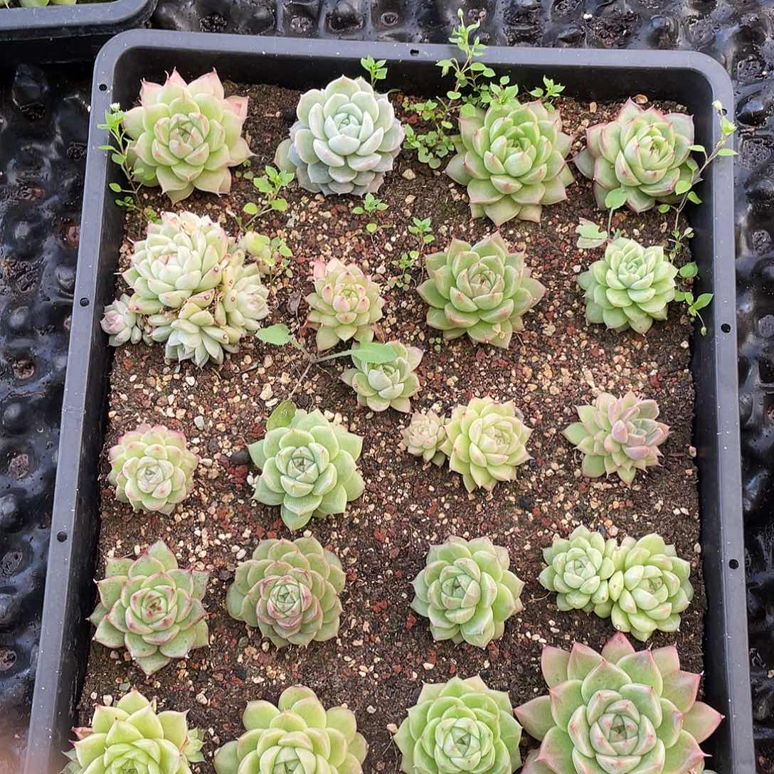 月***光194。 切盒发货。        