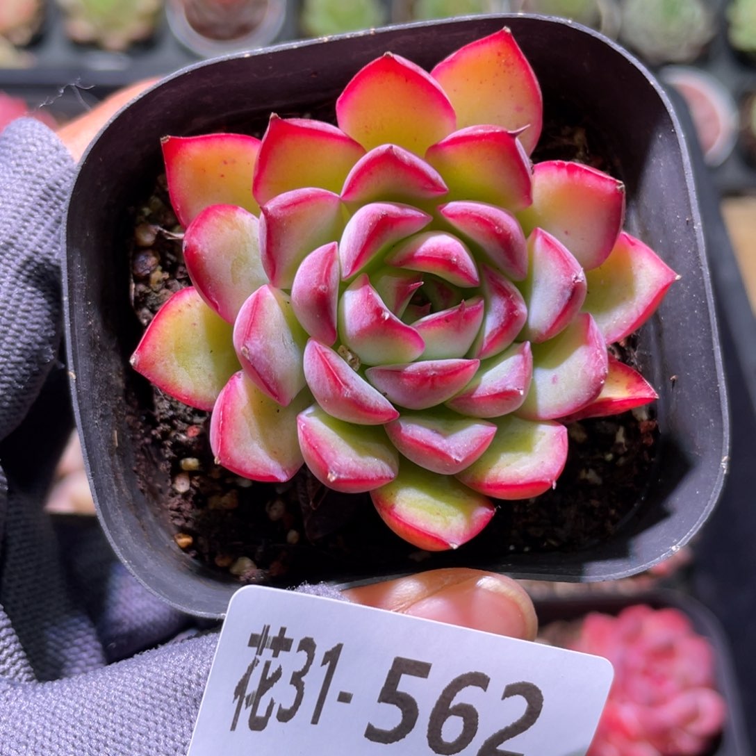 花利美31-562荷花