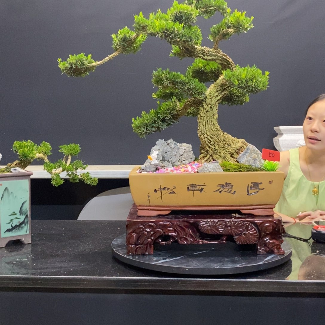 无花朵黄杨盆景园林