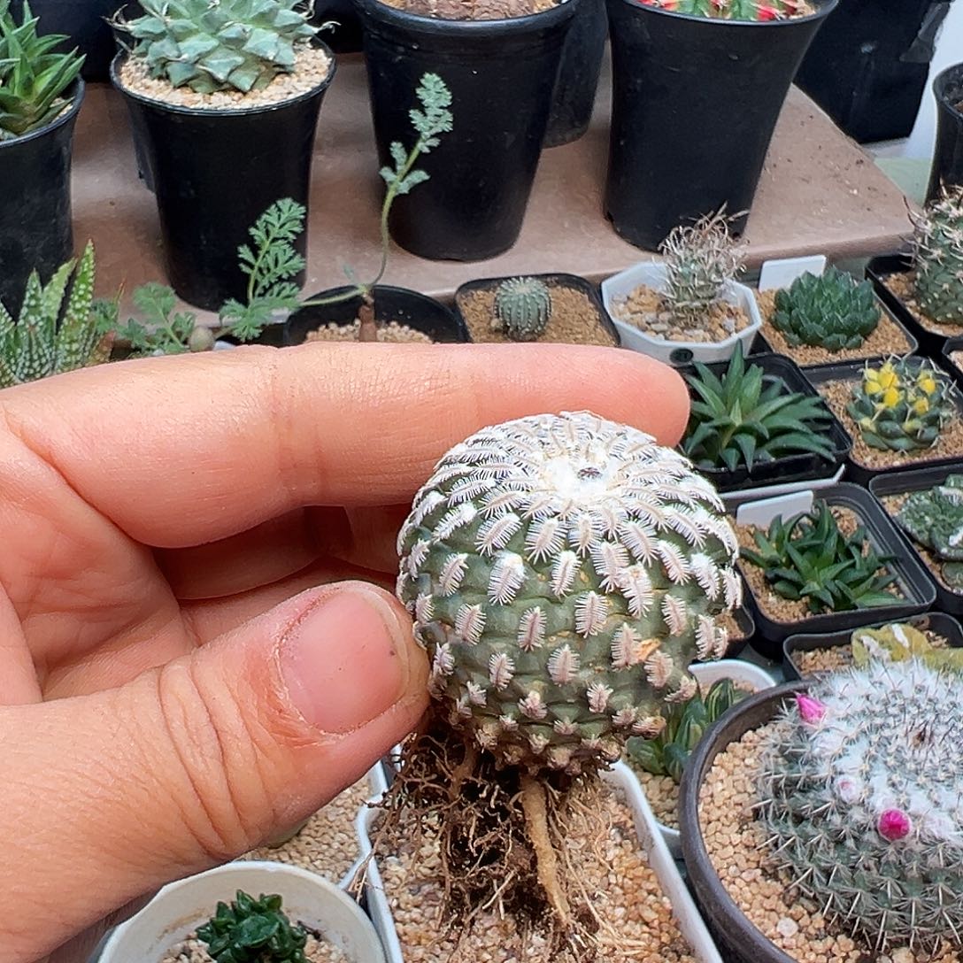 萝卜根自根精巧殿3.5cm