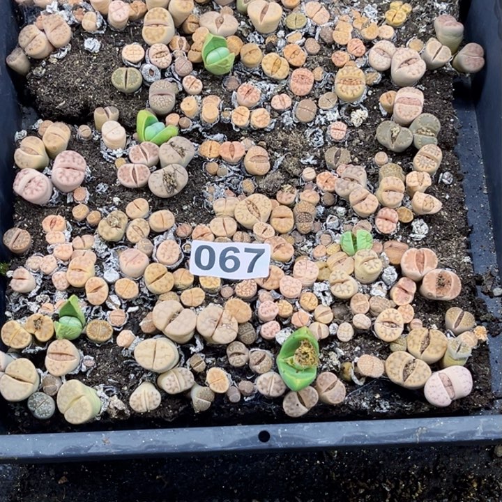 067 生石花一物一图如图带框