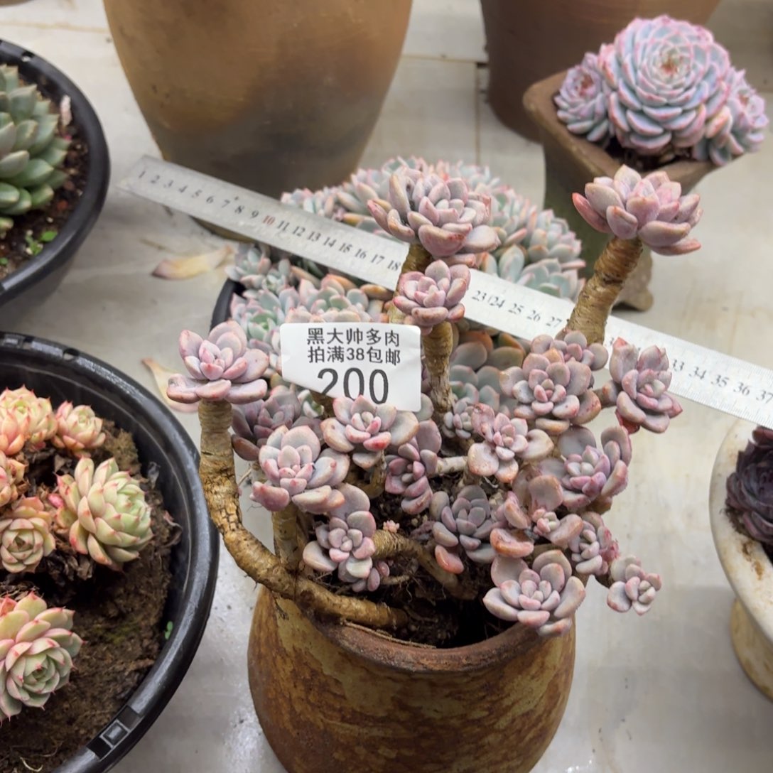 K***L黑大帅多肉200白鹭