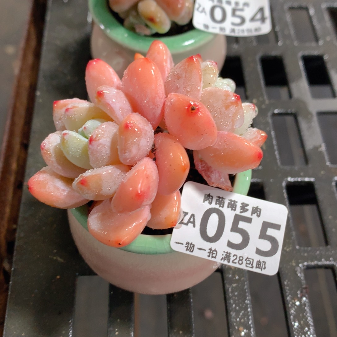 肉萌萌拇指盆精控多肉ZA055