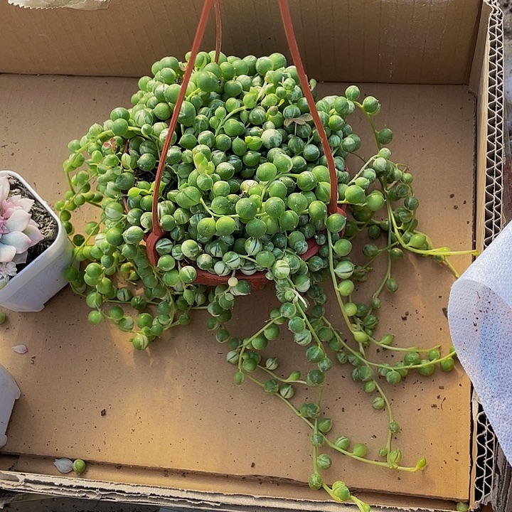 锦锦锦佛珠锦带盆土发