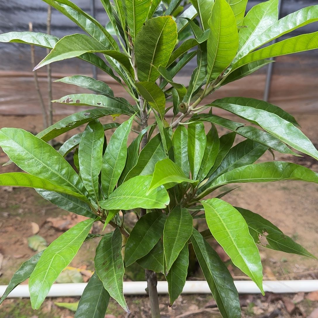 六***净当前无花栽培后可以开花Al