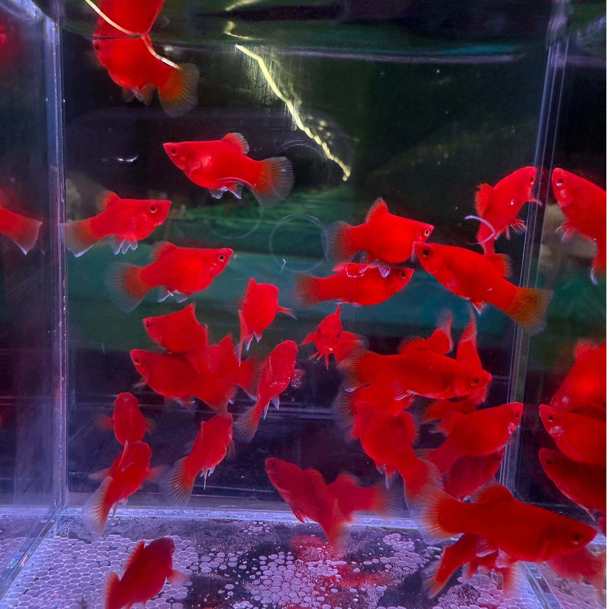 太阳球鱼 红鱼 2-3cm 小型热带鱼 红皮球鱼 胎生鱼新手练手鱼好养