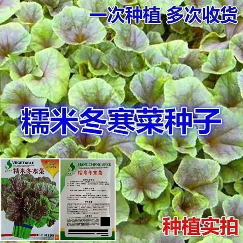冬苋菜种子糯米冬寒菜种籽马蹄菜高钙菜盆栽春秋播种野菜蔬菜种子