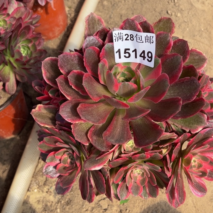 15149女郎多肉植物