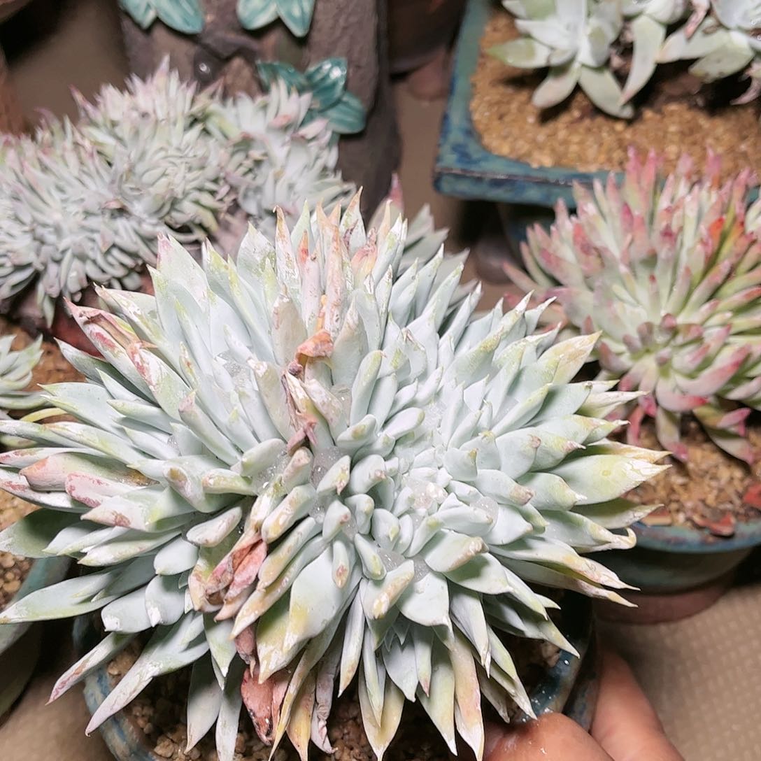 9026阿金尼仙女杯多肉