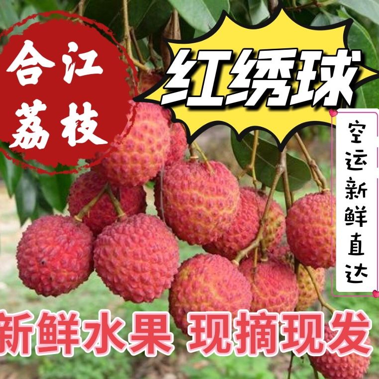 【京东/顺丰】四川合江荔枝红绣球大红袍降沙兰新鲜现摘发应季水果