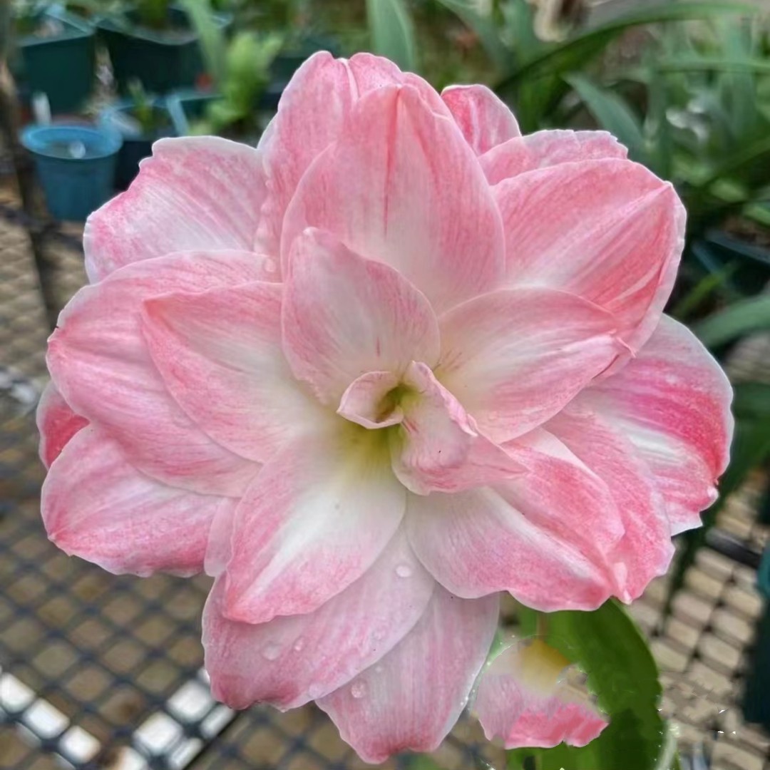 【浪漫嫁衣】重瓣朱顶红剪叶裸根发掉侧无售后