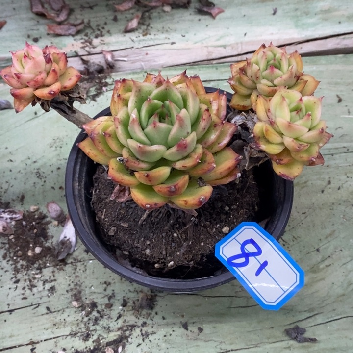 用****0一物一拍冰河世纪多肉81