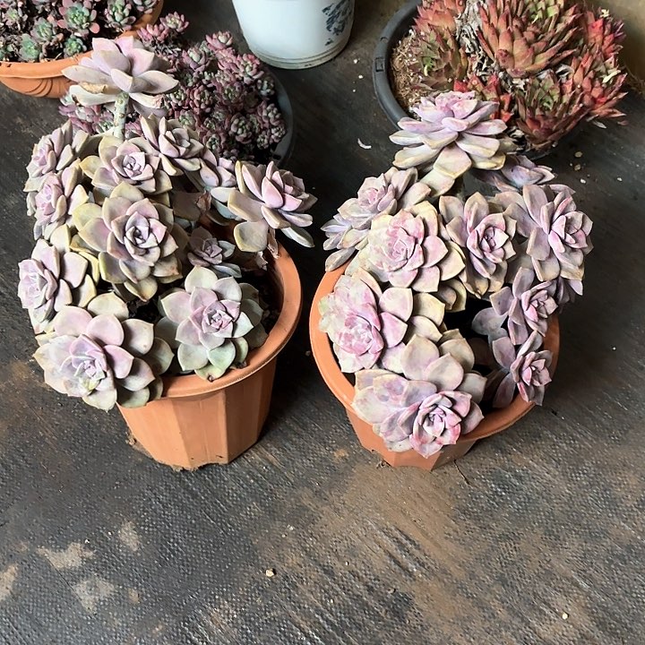 多肉植物，紫乐两颗