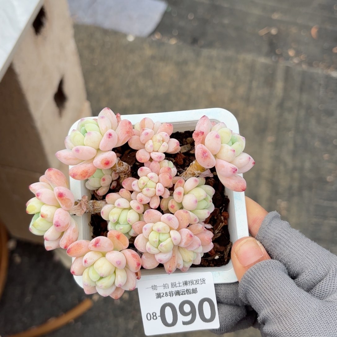 樱花罗绮老桩多肉多肉多肉