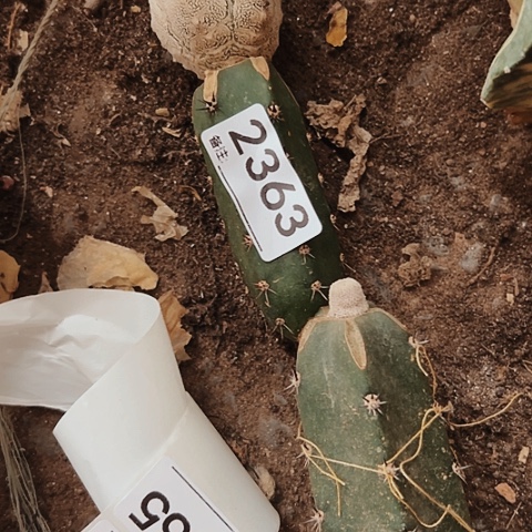 a***i2363嗯中仙人球的