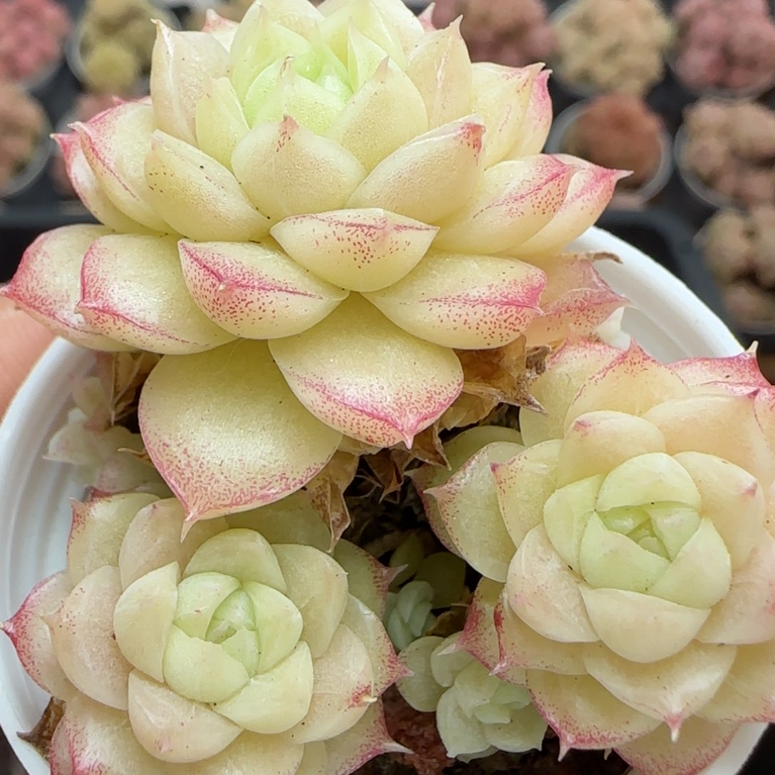 花语逸镜0225-188散