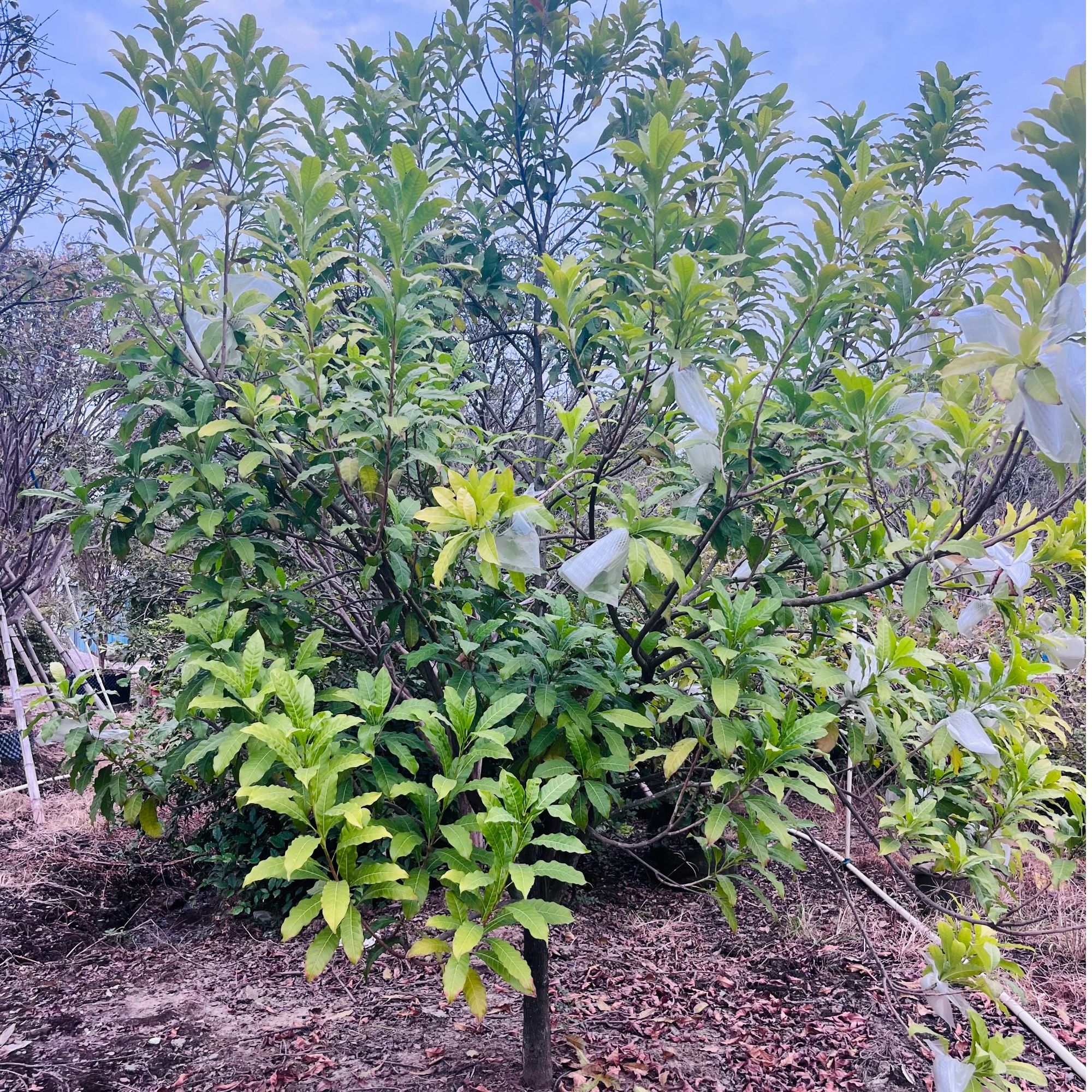 十年原生黄晶树苗盆栽庭院种植