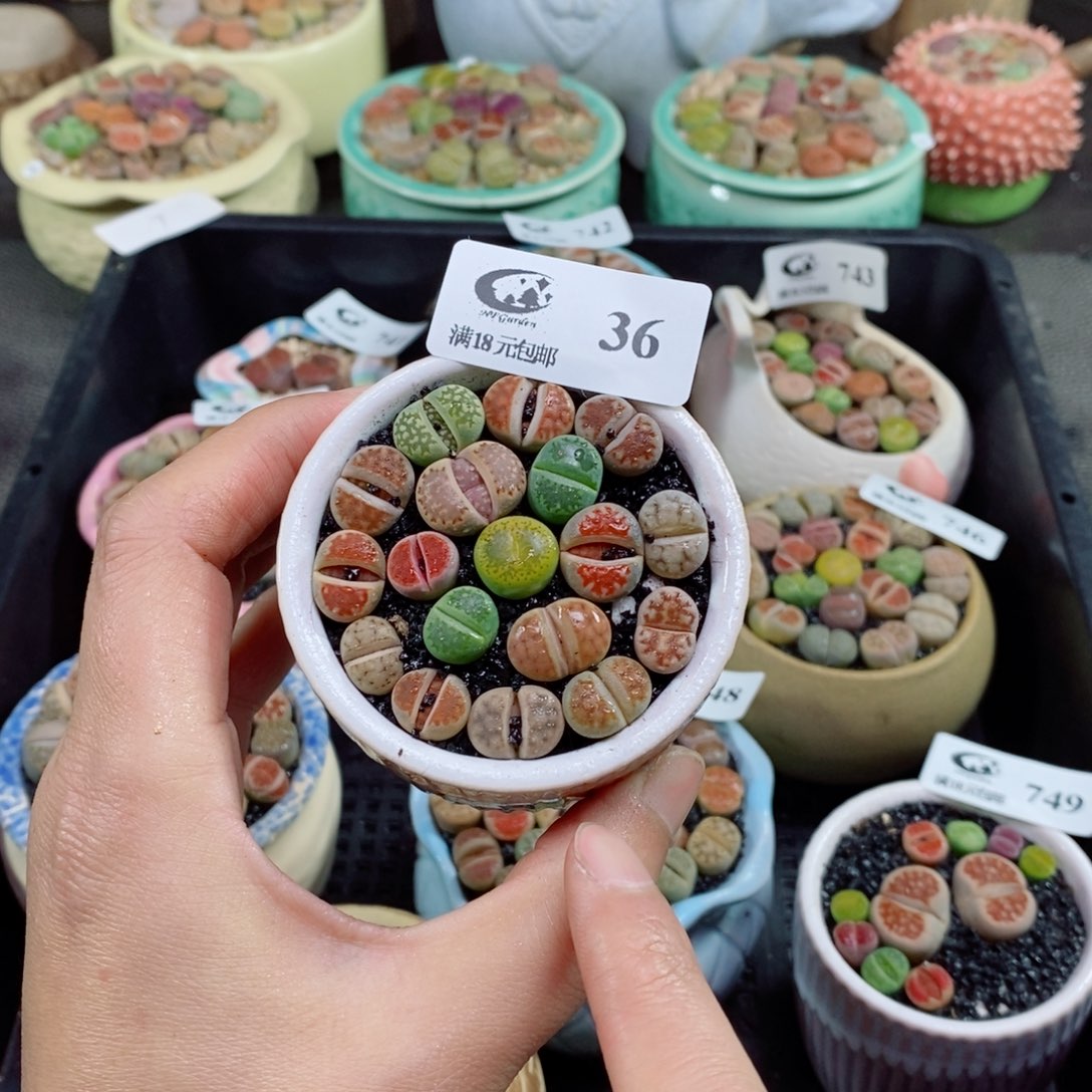 生石花花花花花花36