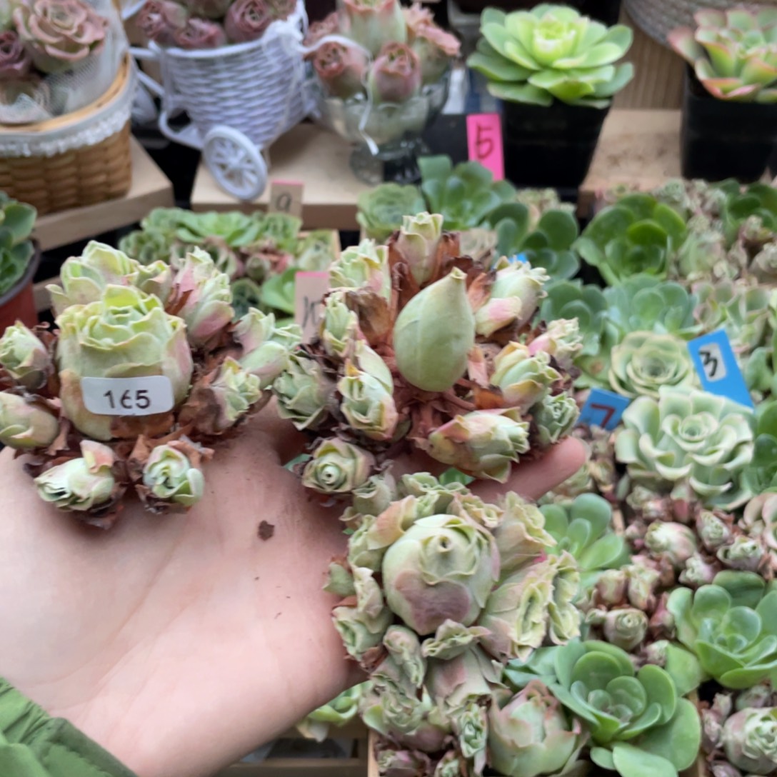 叶***叶多肉植物山地玫瑰165三颗