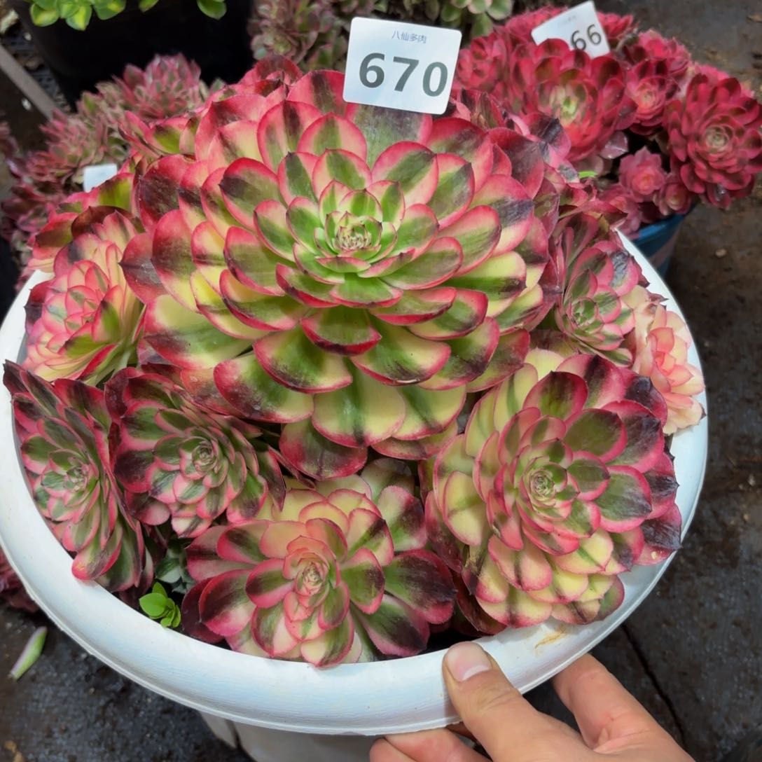 670多肉植物荔枝