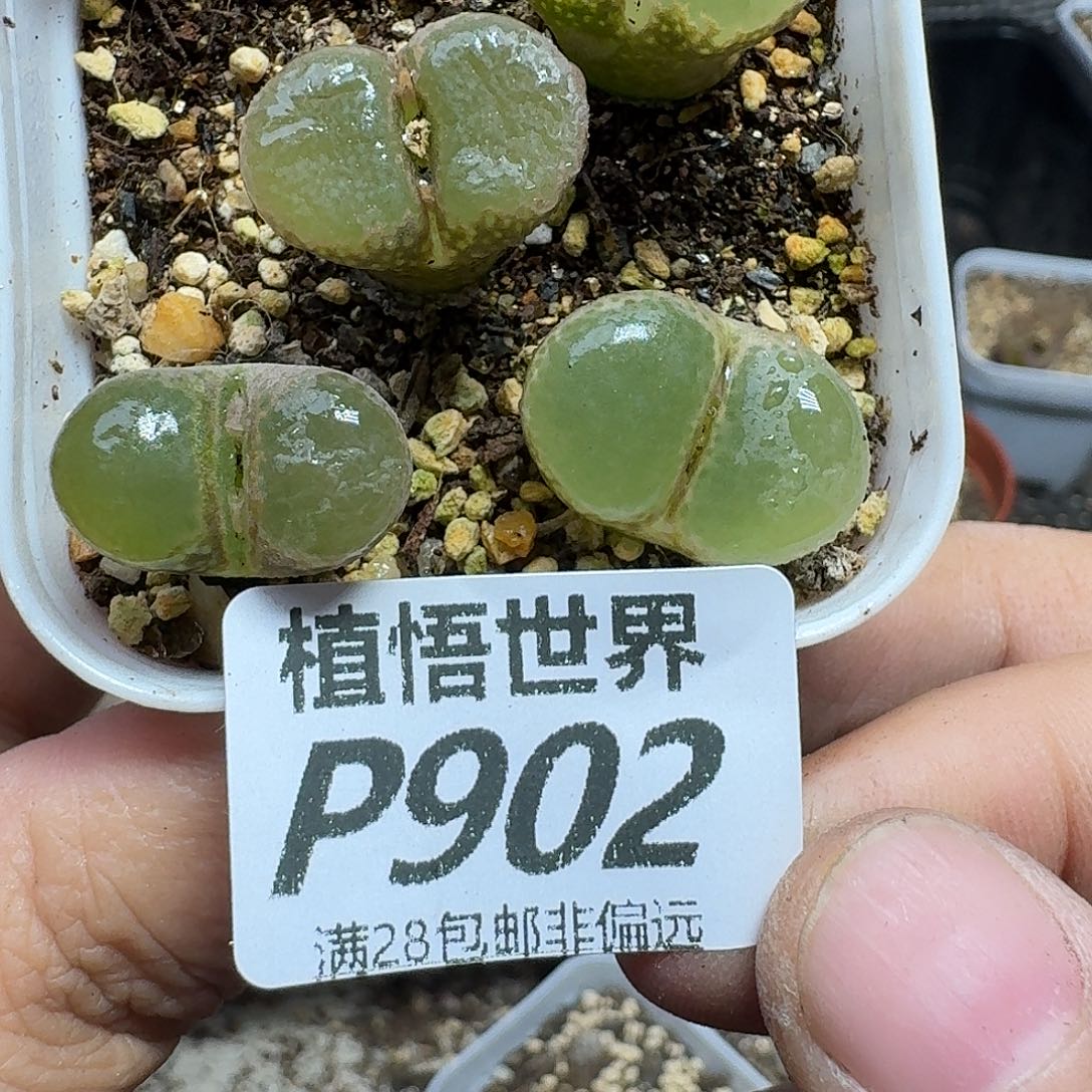 多肉植物的人生fgbn