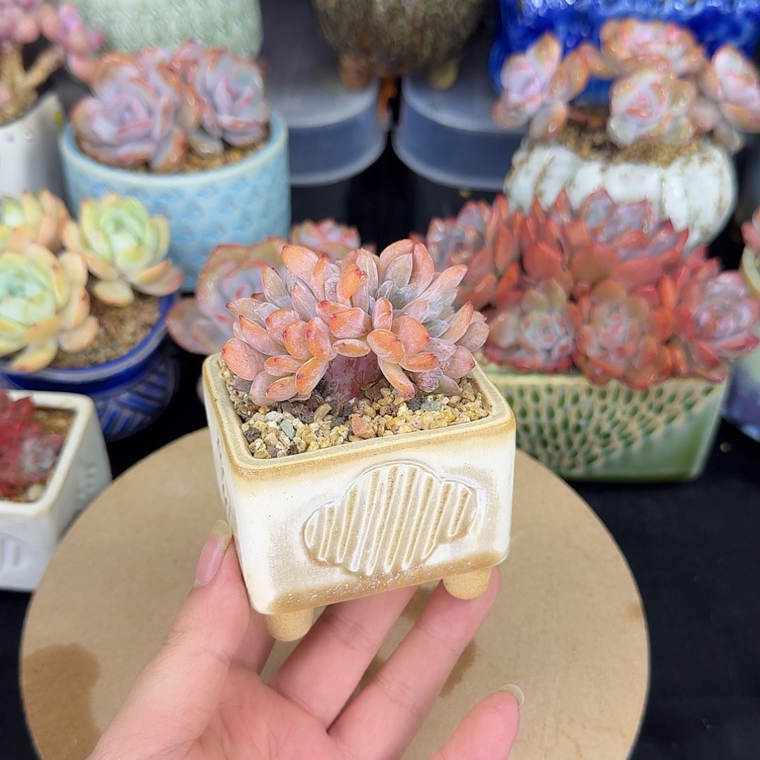 黄皮橙缀化7cm左右带盆土