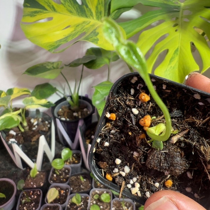 我***猫完全开放龟背竹种苗