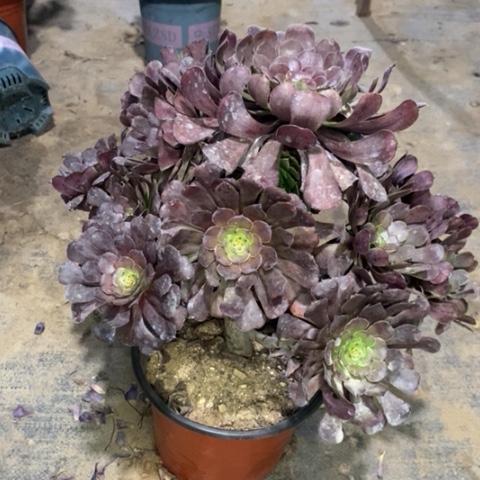 萝莉多肉植物023