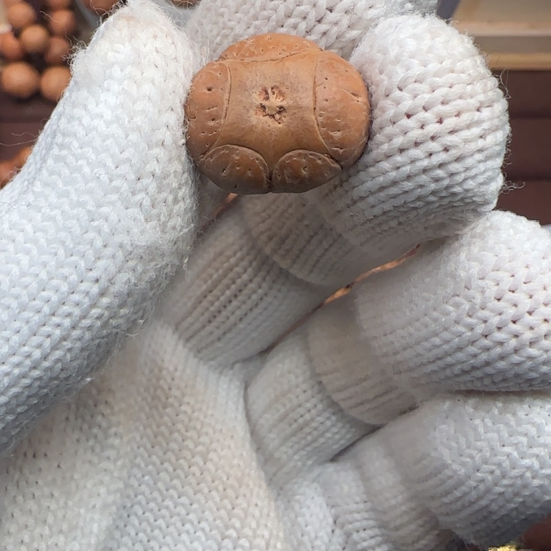 凤眼菩提吊坠，20尺寸五星打孔不退不换