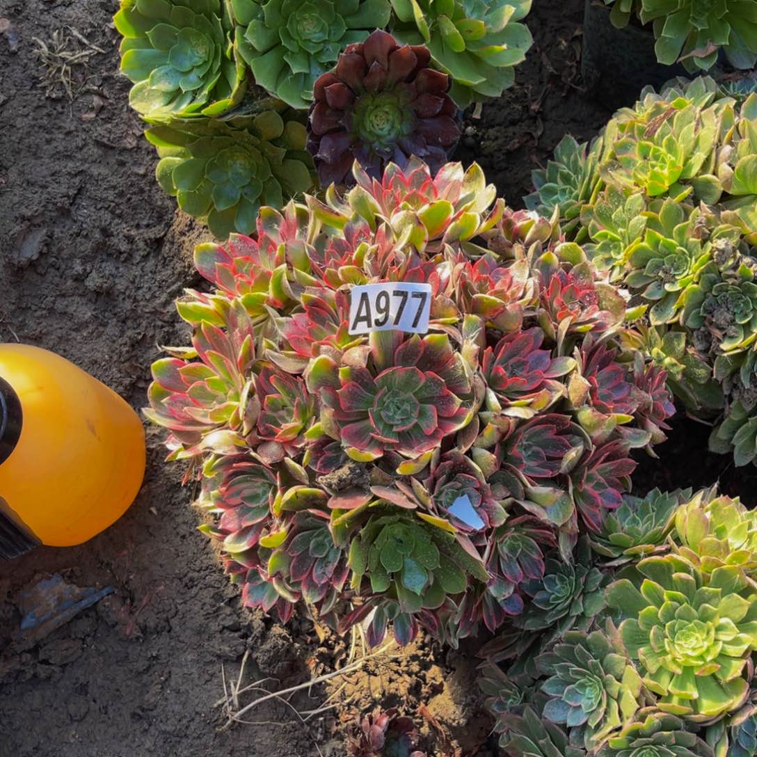 浣纱法师朵朵5-56
