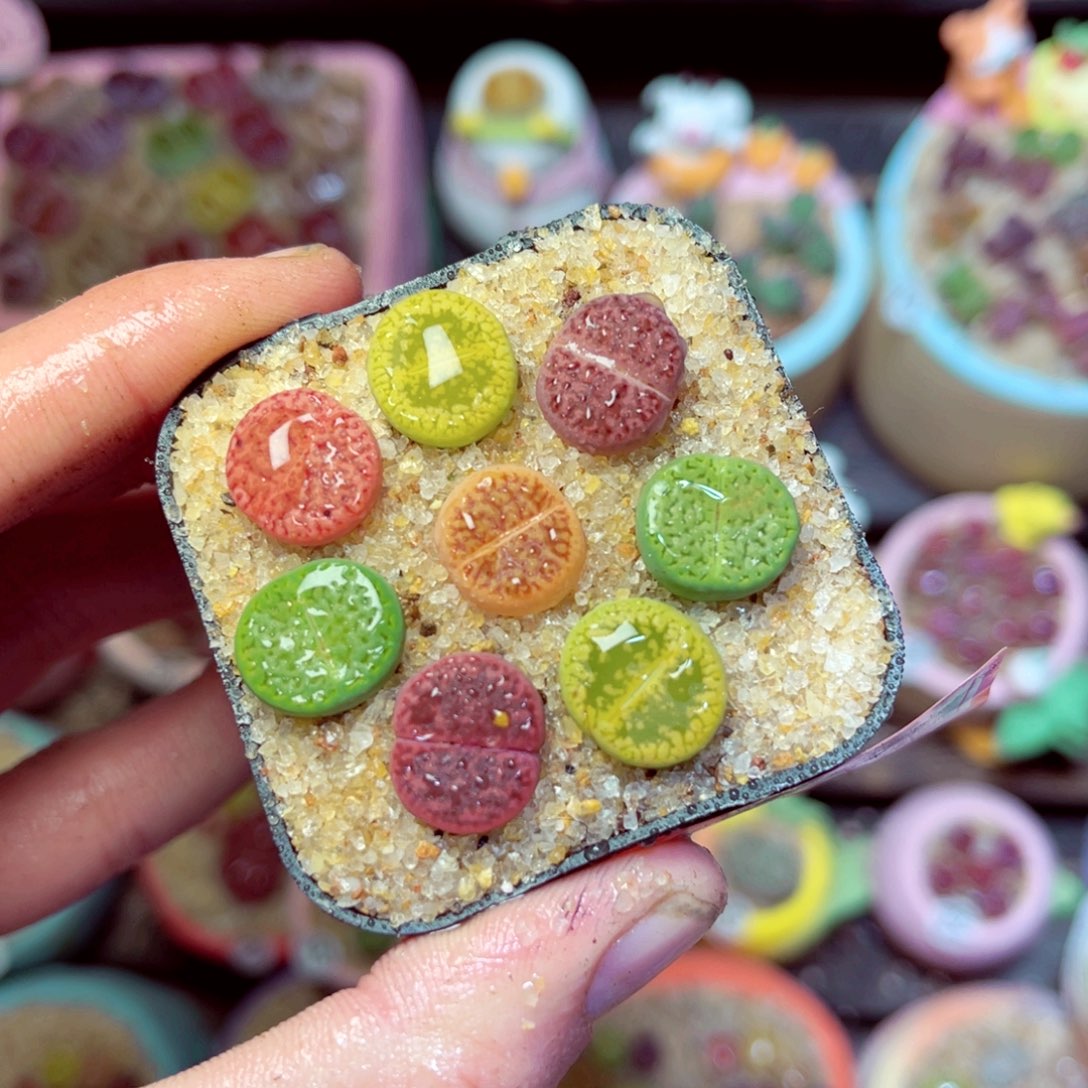 175生石花带盆发1