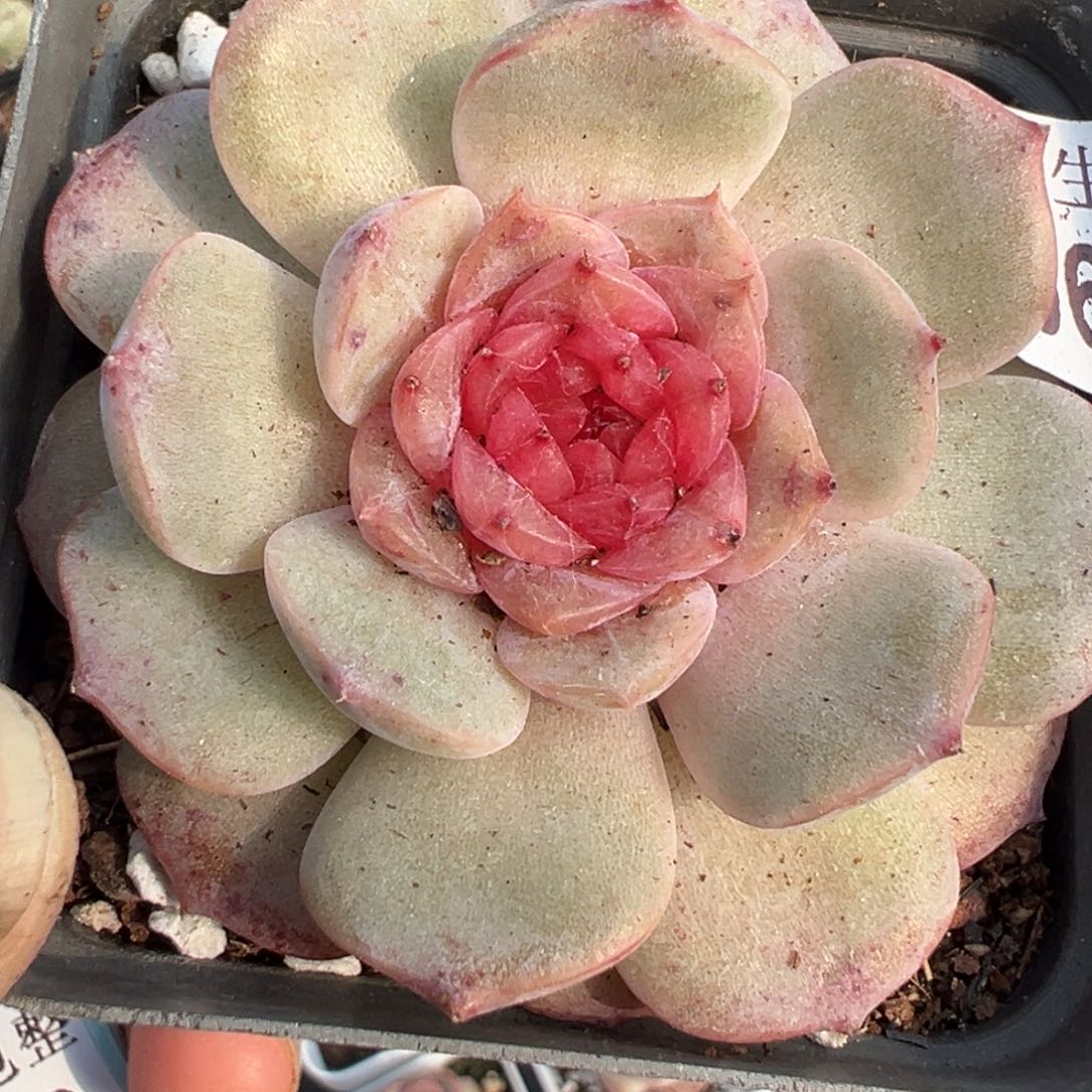 小卡拉米糖心一物一拍