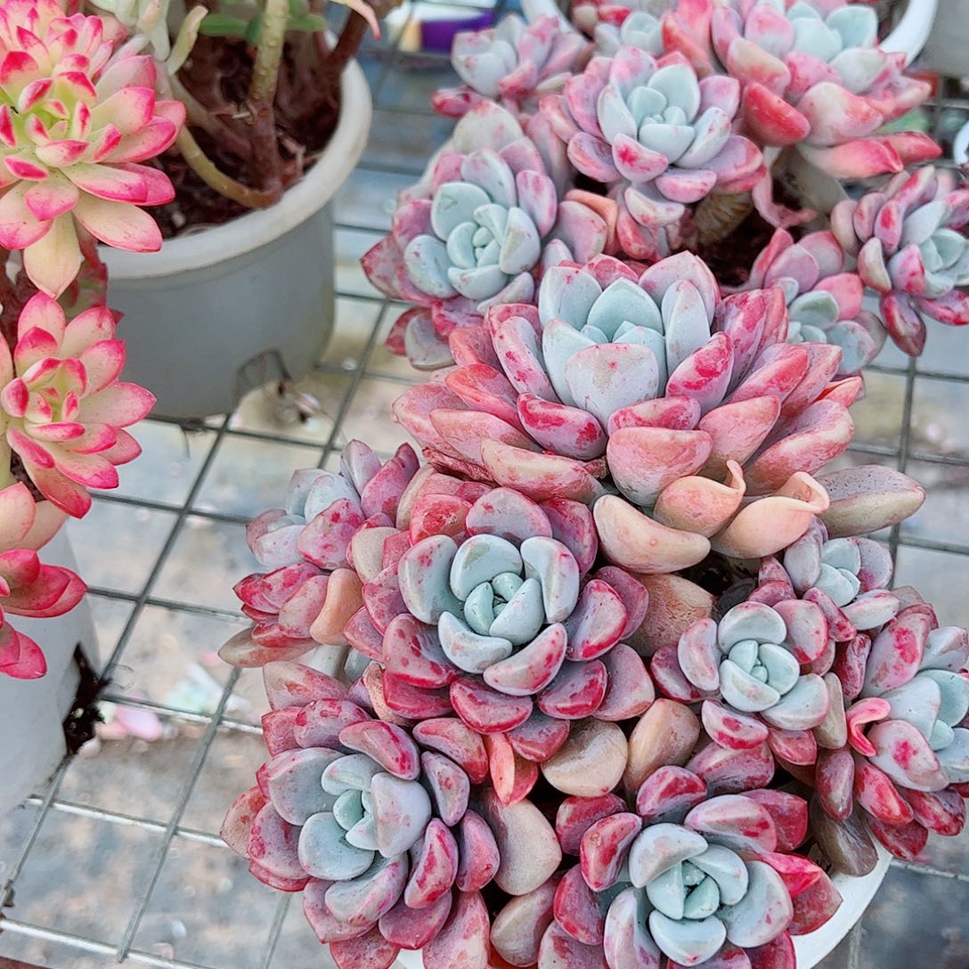 花斑露多头群生精品特价