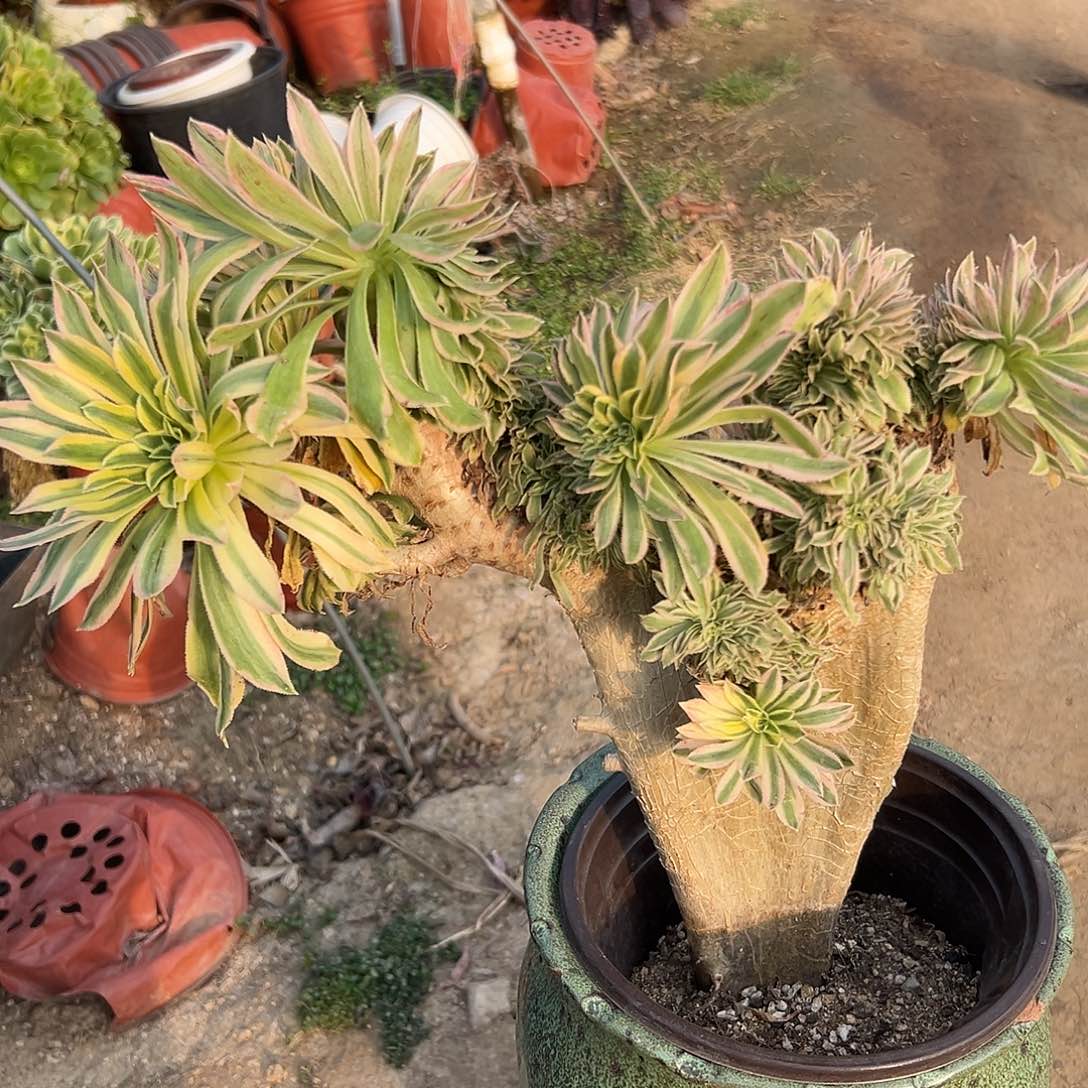 多肉植物夕颜缀化